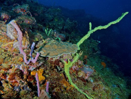 Colourful coral formations and sea sponges in the dark ocean that create a lively underwater world,