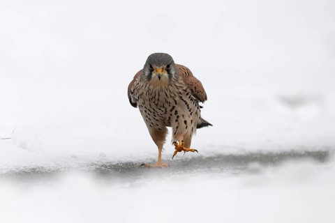 Kestrel (Falco tinnunculus) in the snow, Bitburg, Rhineland-Palatinate, Germany