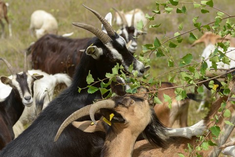 Artiodactyla, Capra Aegagrus Hircus, even-toed ungulate, cloven-hoofed, Pöllwitzer Wald, Thuringia,