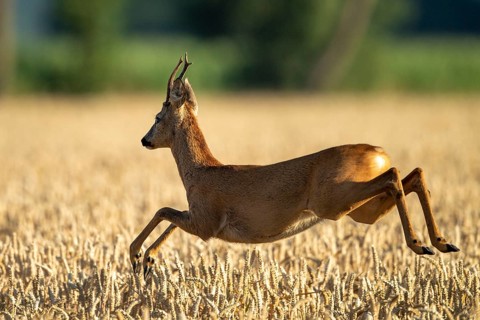 A roe deer (Capreolus capreolus) leaping, Vechta, Lower Saxony, Germany