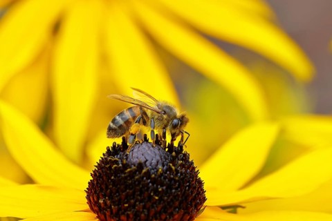 European honeybee (Apis mellifera) collecting nectar from a flower of the yellow coneflower