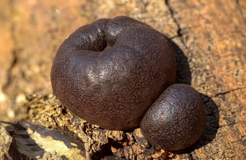 Daldinia concentricav, charcoal mushroom, king Alfred's cake, charcoal ball mushroom, concentric