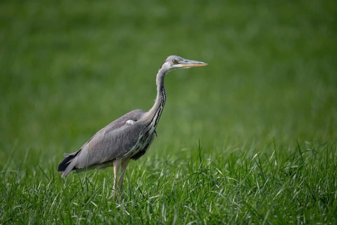 Ardea cinerea, heron, gray heron, birds, ciconiiformes, walking birds, stork birds, birds