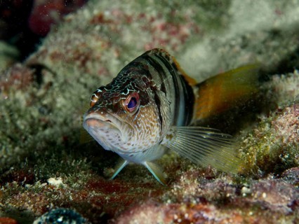 A fish with a striped pattern and alert eyes, the scribe wrasse (Serranus scriba), on the seabed,