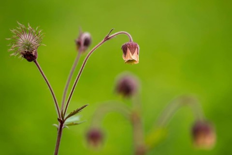 Brownwort, geum rivale, rosaceae, rose family, flora, plants, plants, water avens