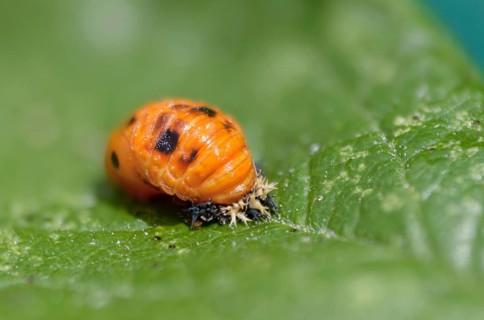 Asian ladybeetle, Asian ladybug, coccinellidae, coccinellinae, harlequin ladybug, harmonia