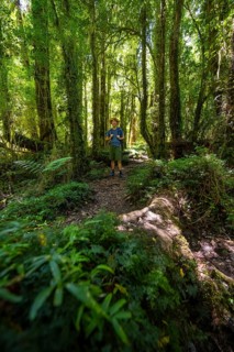Young man on a hiking trail through dense temperate rainforest, Valdivian or North Patagonian