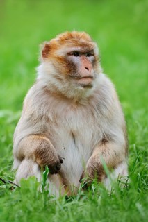 Barbary macaque or magot (Macaca sylvanus) sitting in a meadow, occurring in Morocco, Algeria and