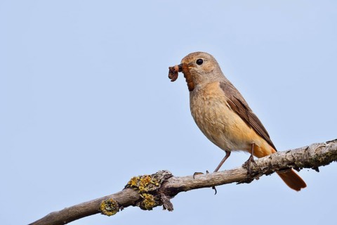 Redstart (Phoenicurus phoenicurus), a female perched on a branch with caterpillars in her beak,
