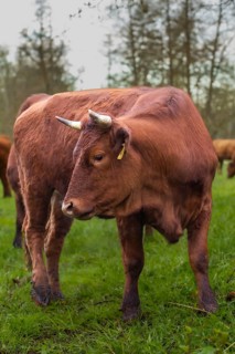 Artiodactyla, Bavaria, Bos Taurus sspec.5, cattle, even-toed ungulate, high-altitude cattle, Upper