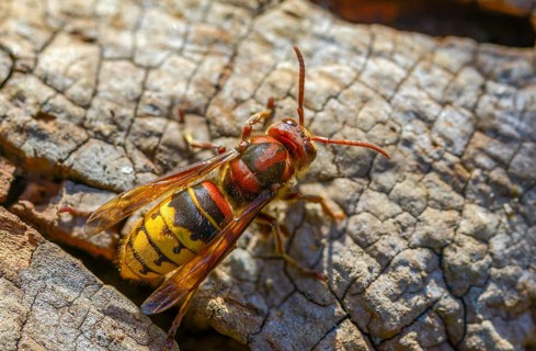 Real wasps, European hornet, hymenoptera, vespa crabro, wrinkle wasps, hornet, insects, insects