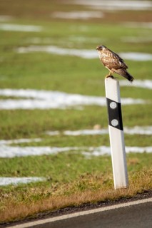 Accipitriformes, buzzard, buteo buteo, buzzard, buzzard, birds of prey, high size, portrait format,