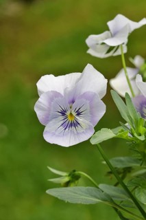 Pansies (Viola), white and pink flower-bed in a flowerbed in a garden, Wilnsdorf, North