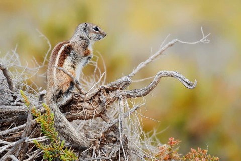 Atlantic ground squirrel or North African bristly ground squirrel (Atlantoxerus getulus),