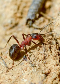 Ants, ant, blood-red ant, blood-red predatory ant, Formica sanguinea, formicidae, hymenoptera,