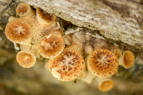 Cerioporus Squamosus, Dryad's Saddle, Pheasant's Back Mushroom, Polyporus Squamosus, Scaly