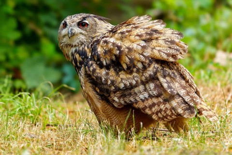 Eurasian Eagle-owl (Bubo bubo), Germany, an owl in a slightly crouched posture in a meadow with