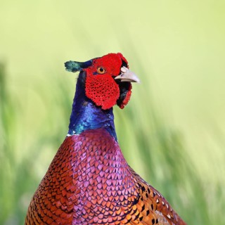 Pheasant, common pheasant (Phasianus colchicus), adult male bird in a meadow, animal portrait,