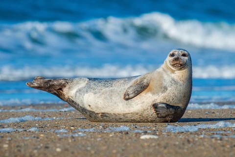 Seal (Phoca vitulina), North Sea, Heligoland, Schleswig-Holstein, Germany