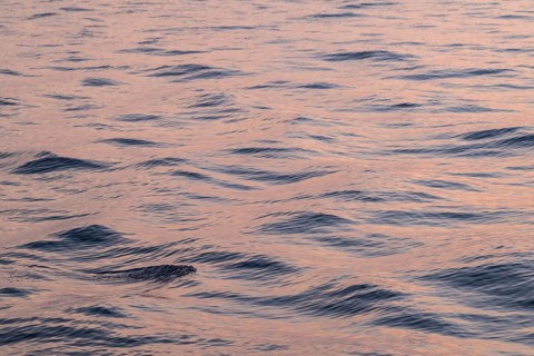 Gentle waves of the Mediterranean reflect a pink-blue light with a calm atmosphere, Aeolian or