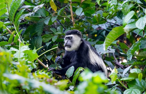 West African guereza or mantelaffe (Colobus guereza occidentalis) eating leaves, Bigodi, Western