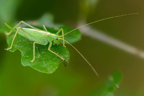 Drumming katydid, oak scare, common oak scare, meconema thalassinum, oak bush cricket,