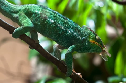 A panther chameleon eats a grasshopper, terrarium at Nuremberg Zoo, Nuremberg, Middle Franconia,
