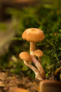 Agaricus prolixus, clitocybe distorta, collybia distorta, collybia prolixa, rose-stalked rosacea,