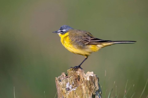 Motacilla flava, sheeptail, western yellow wagtail, yellow wagtail, birds, male, passeri,