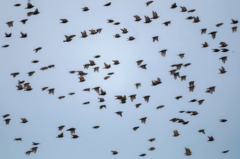 Star, starling, Sturnus vulgaris, birds, flying, flight, passeri, songbirds, swarm of birds, bird