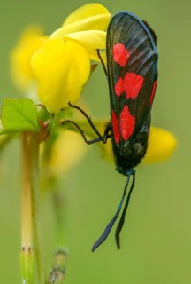 Wetland ram, five-spot burnet, clover ram, marsh horn clover ram, zygaena trifolii, blood droplets,