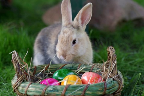 Rabbit (Oryctolagus cuniculus, domestic variety), Easter, cute, Easter Bunny, A pet rabbit sitting