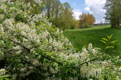 Eagle cherry, elsen cherry, common grape cherry, Mayday tree, Prunus padus, rosaceae, rose family,