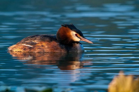 Great crested grebes, podiceps cristatus, birds, grebes, podicipedidae, divers, birds, waterbirds,