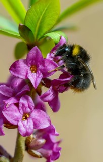 Apidae, bees, Bombus pratorum, Daphne mezereum, real daaphne, February Daphne, common dapphibia,