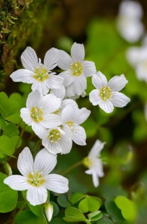 Oxalidaceae, oxalis acetosella, sorrel, sour clover plants, wood sorrel, common wood sorrel, flora,