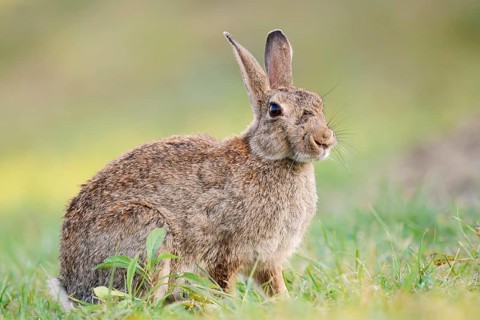 A wild rabbit (Oryctolagus cuniculus) sitting in a meadow, North Rhine-Westphalia, Germany