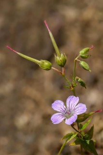 Knotted Crane's Bill, Stork's Beak, Flora, Geranium Nodosum, High Size, Portrait Format, Knotty