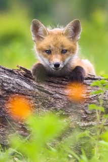 Red fox (Vulpes vulpes), Minnesota, USA, a young fox rests alertly on a tree trunk, with flowers in