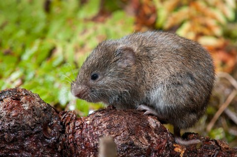 Earth mouse, field vole, microtus agrestis, rodents, rodentia, short-tailed vole, mammals, mouse,
