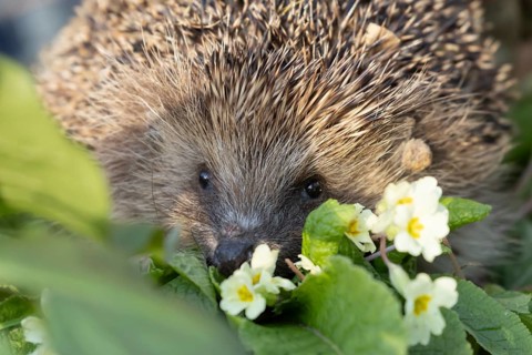 European hedgehog (Erinaceus europaeus) adult mammal on a flowering wild primrose garden flower in