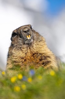 Alpine marmot (Marmota marmota), Heiligenblut, Carinthia, Austria