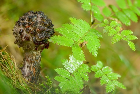 Black scaly bolete, Strobilomyces floccopus, Strobilomyces strobilaceus, strubble head, strubble