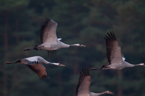 2010, Brandenburg, Crane, Germany, Grus Grus, Crane, Nabu, national natural heritage, natural