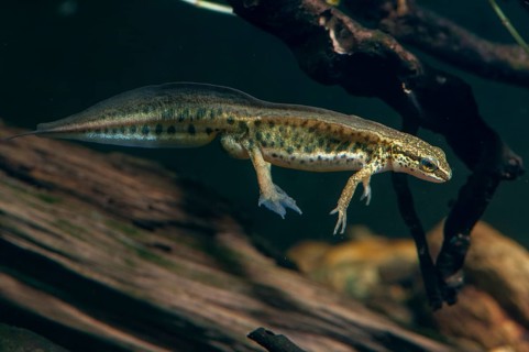 Threaded newt, Lissotriton helveticus, palmate newt, Triturus helveticus, amphibians, amphibians,