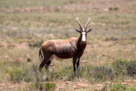 Blessbuck (Damaliscus pygargus phillipsi), adult, Mountain Zebra National Park, Eastern Cape, South