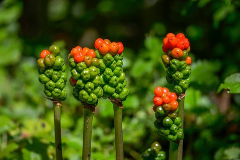 Araceae, Arum Maculatum, Spotted Arum Rod, Adder's Root, Arum Lily, Berries, Flora, Fruit, Plants,