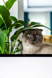 A Scottish Fold cat with blue eyes sits near laptop white screen behind a green plant. The cat has