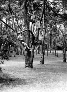 Two woman and two men posing in swimwear on a tree, pine, funny, swimsuit, swimming trunks,