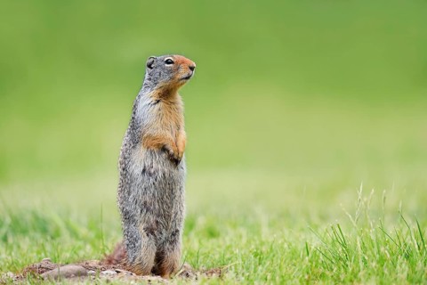 A Columbia ground squirrel (Urocitellus columbianus, Spermophilus columbianus) stands upright in a